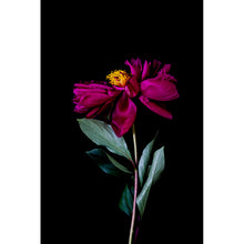 Load image into Gallery viewer, Blume