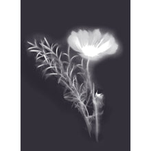 Load image into Gallery viewer, Lumen Print - Cosmos