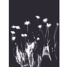 Load image into Gallery viewer, Lumen Print - Daisies