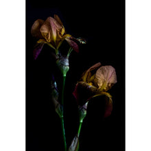 Load image into Gallery viewer, Gemini