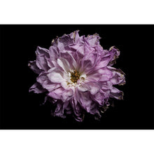 Load image into Gallery viewer, Nirvana series - 'Grace'