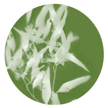 Load image into Gallery viewer, Lumen Print - Gum Leaf