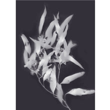 Load image into Gallery viewer, Lumen Print - Gum Leaf
