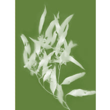 Load image into Gallery viewer, Lumen Print - Gum Leaf