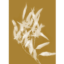 Load image into Gallery viewer, Lumen Print - Gum Leaf