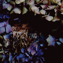 Load image into Gallery viewer, Landscape Hydrangea
