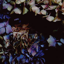 Load image into Gallery viewer, Landscape Hydrangea