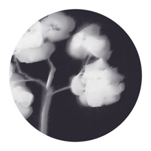 Load image into Gallery viewer, Lumen Print - Hydrangea