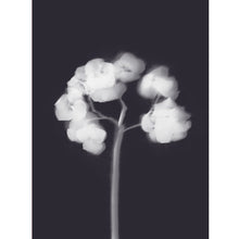 Load image into Gallery viewer, Lumen Print - Hydrangea