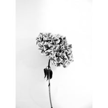 Load image into Gallery viewer, Hydrangea Monochrome
