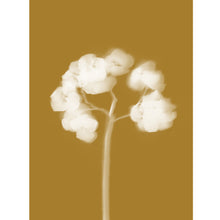 Load image into Gallery viewer, Lumen Print - Hydrangea