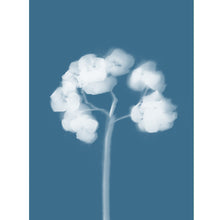 Load image into Gallery viewer, Lumen Print - Hydrangea