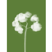 Load image into Gallery viewer, Lumen Print - Hydrangea