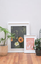Load image into Gallery viewer, Lumen Print - Daisies