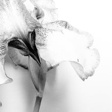 Load image into Gallery viewer, Iris - Black and White