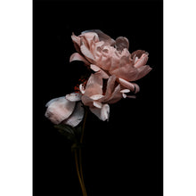 Load image into Gallery viewer, Nirvana series - 'Karma'