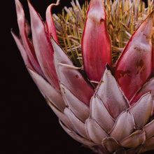 Load image into Gallery viewer, Protea - King