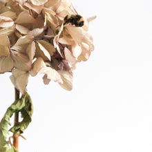 Load image into Gallery viewer, Found and Foraged - Last Dance