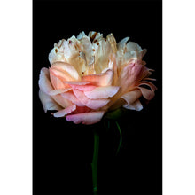 Load image into Gallery viewer, Nirvana series - 'Libra'