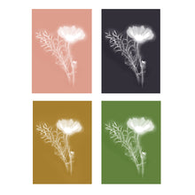 Load image into Gallery viewer, Lumen Print - Cosmos