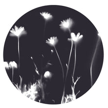 Load image into Gallery viewer, Lumen Print - Daisies