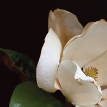 Load image into Gallery viewer, Magnolia - White