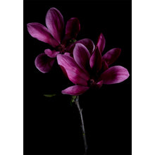 Load image into Gallery viewer, Magnolia - Velvet