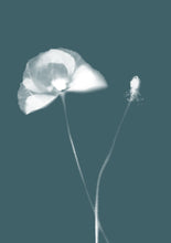 Load image into Gallery viewer, Lumen Print - Poppy