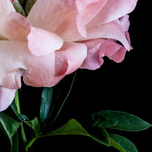 Load image into Gallery viewer, Peony Bloom II