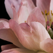 Load image into Gallery viewer, Peony Bloom