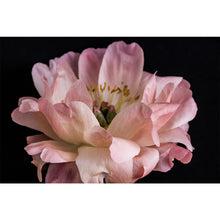 Load image into Gallery viewer, Peony Bloom