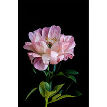 Load image into Gallery viewer, Peony Bloom II