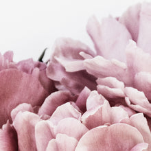 Load image into Gallery viewer, Peony Petals