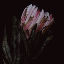 Load image into Gallery viewer, Protea - Pink