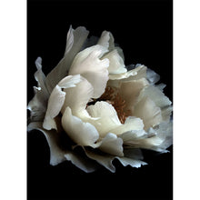 Load image into Gallery viewer, Nirvana series - 'Pisces'