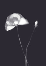 Load image into Gallery viewer, Lumen Print - Poppy