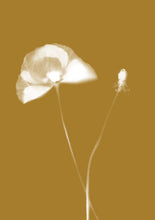 Load image into Gallery viewer, Lumen Print - Poppy