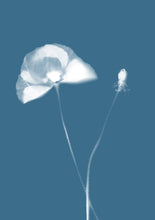 Load image into Gallery viewer, Lumen Print - Poppy