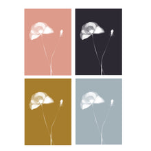 Load image into Gallery viewer, Lumen Print - Poppy