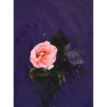 Load image into Gallery viewer, SALE - Rose And Fall