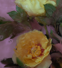 Load image into Gallery viewer, Watercolour Gardens - Sorbet