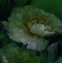 Load image into Gallery viewer, Watercolour Gardens - Underwater Flowers II