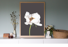 Load image into Gallery viewer, Peony - White