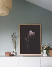 Load image into Gallery viewer, Protea - Pink