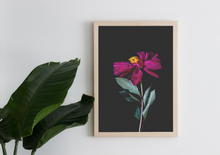 Load image into Gallery viewer, Blume