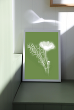 Load image into Gallery viewer, Lumen Print - Cosmos