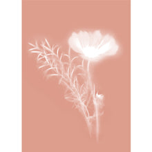 Load image into Gallery viewer, Lumen Print - Cosmos