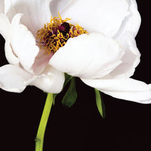 Load image into Gallery viewer, Peony - White