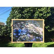 Load image into Gallery viewer, Landscape Hydrangea