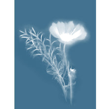 Load image into Gallery viewer, Lumen Print - Cosmos